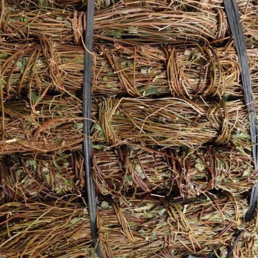 广西鸡骨草/小叶鸡骨草/鸡骨草长扎/产地直发供应各种规格