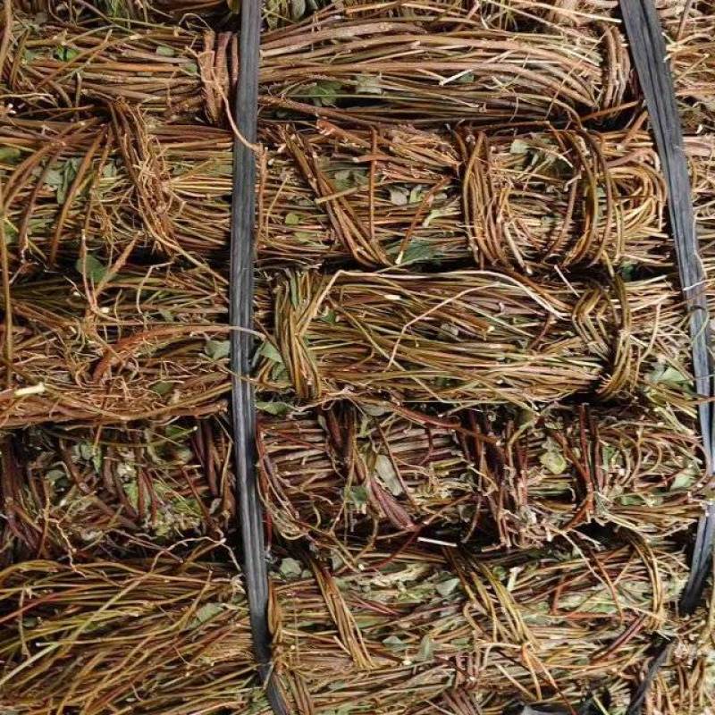 广西鸡骨草/小叶鸡骨草/鸡骨草长扎/产地直发供应各种规格