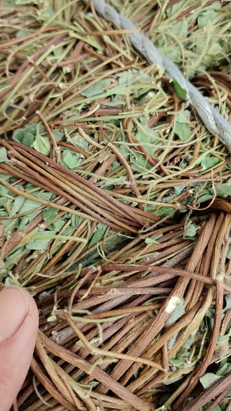 广西鸡骨草/小叶鸡骨草/鸡骨草长扎/产地直发供应各种规格