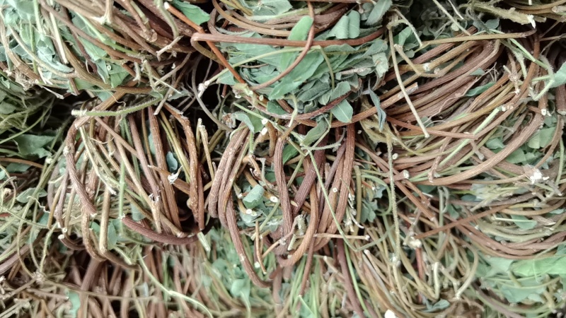 广西鸡骨草/小叶鸡骨草/鸡骨草长扎/产地直发供应各种规格