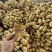 新土豆🥔沃土5号黄皮黄心💛新鲜上市，不空心，谢谢