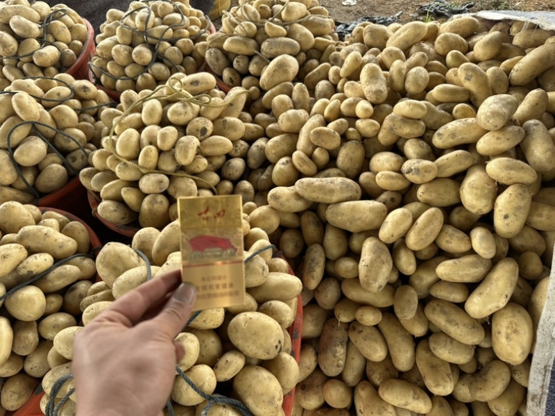 新土豆🥔沃土5号黄皮黄心💛新鲜上市，不空心，谢谢