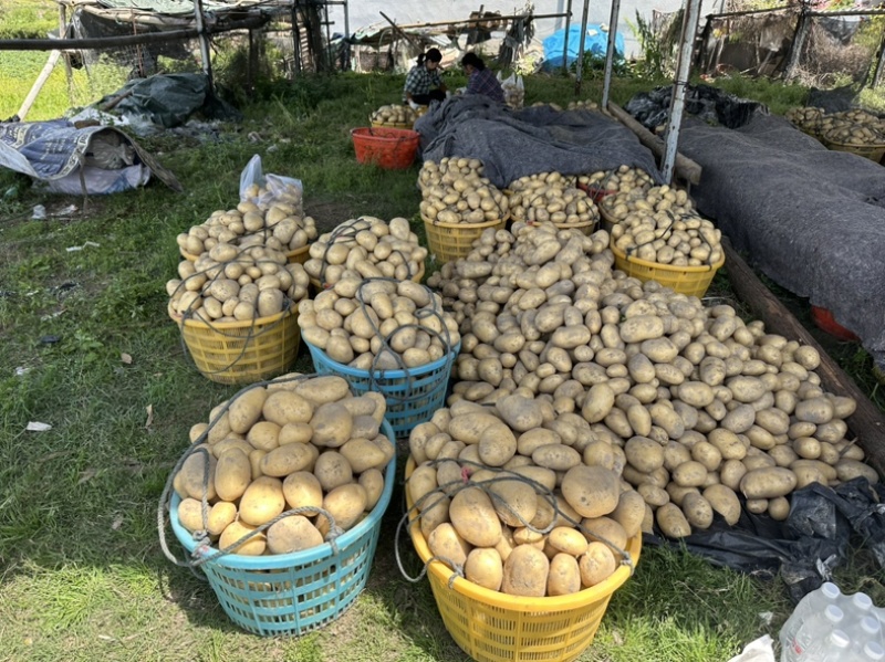 新土豆🥔沃土5号黄皮黄心💛新鲜上市，不空心，谢谢