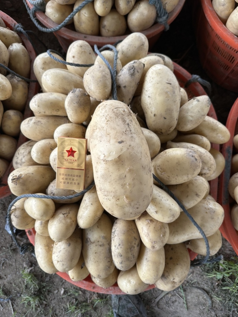 新土豆🥔沃土5号黄皮黄心💛新鲜上市，不空心，谢谢