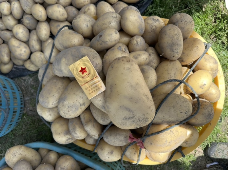 新土豆🥔沃土5号黄皮黄心💛新鲜上市，不空心，谢谢