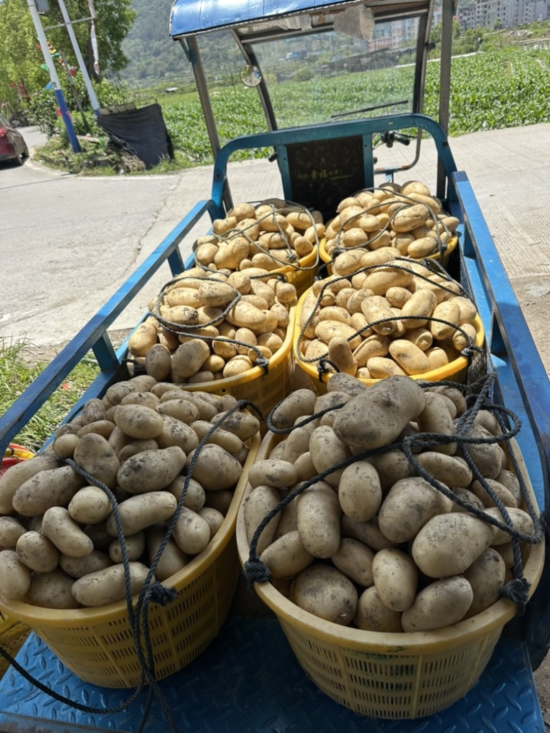 新土豆🥔沃土5号黄皮黄心💛新鲜上市，不空心，谢谢