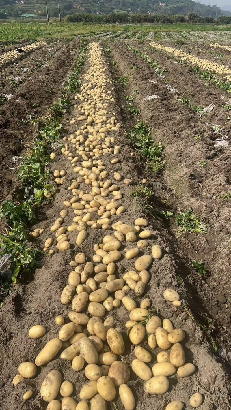 新土豆🥔沃土5号黄皮黄心💛新鲜上市，不空心，谢谢