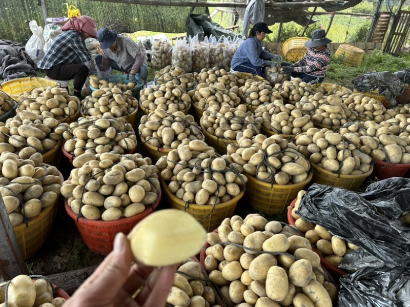 新土豆🥔沃土5号黄皮黄心💛新鲜上市，不空心，谢谢