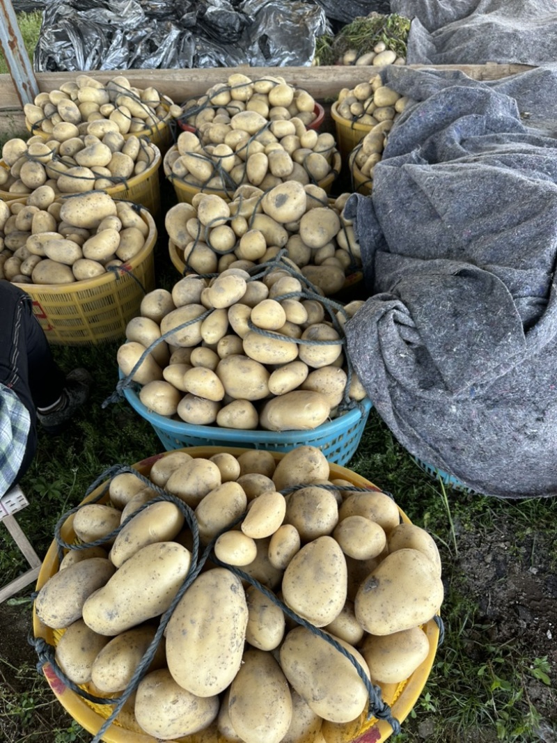 新土豆🥔沃土5号黄皮黄心💛新鲜上市，不空心，谢谢