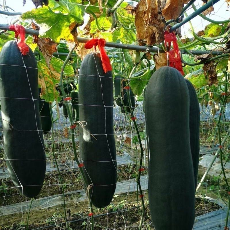 黑金刚杂交冬瓜种子绿领牌抗病高品质厚肉型墨绿色炮弹型冬瓜