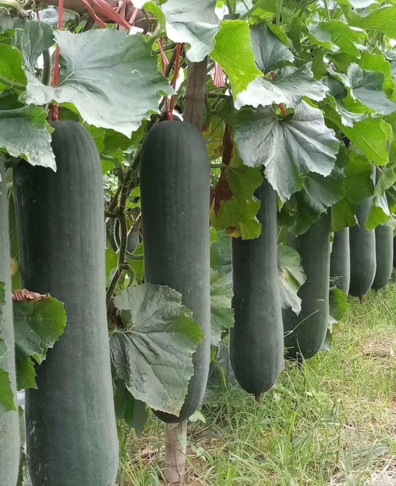 黑柱杂交铁心黑皮冬瓜种子瓜型长柱型皮墨黑色肉厚龙腔小