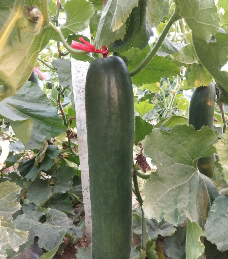 黑柱杂交铁心黑皮冬瓜种子瓜型长柱型皮墨黑色肉厚龙腔小