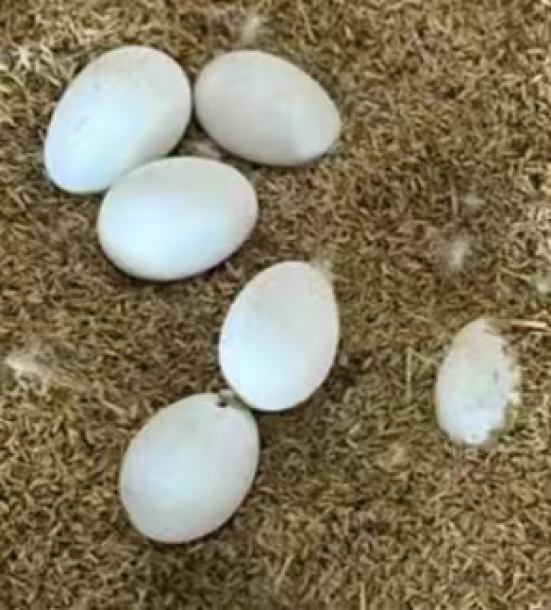 鲜鹅蛋假一赔十
