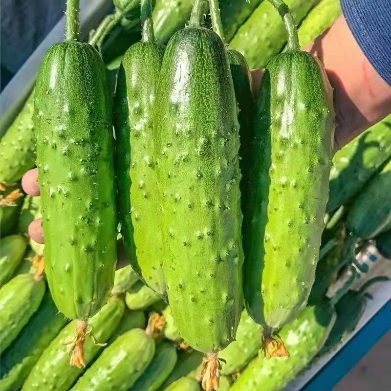 信研北海958黄瓜种子早熟强雌水果黄瓜籽短棒型节节有瓜