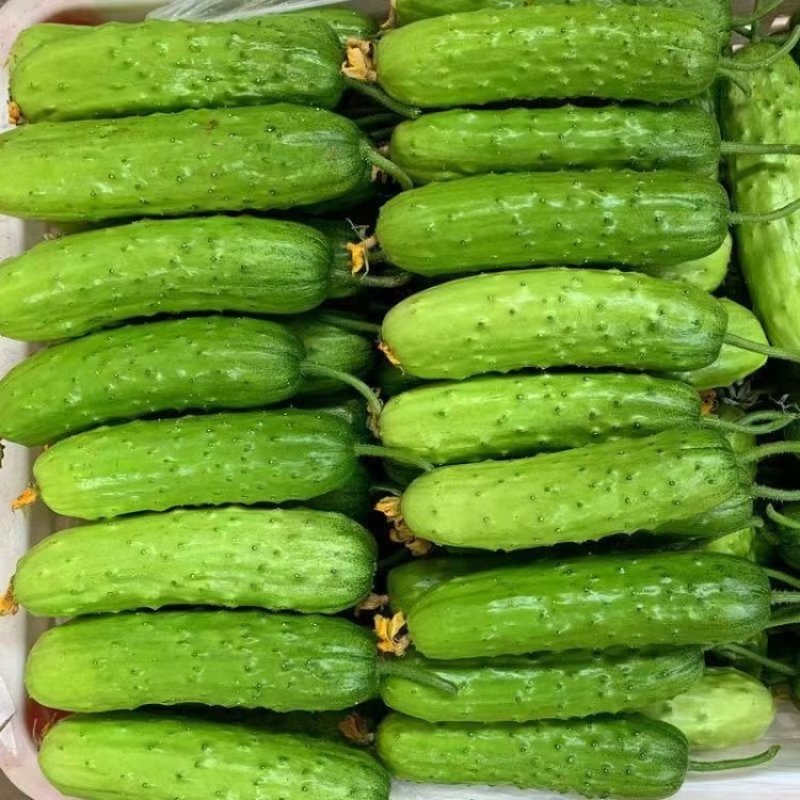 信研北海958黄瓜种子早熟强雌水果黄瓜籽短棒型节节有瓜