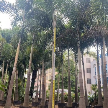 狐尾椰子树