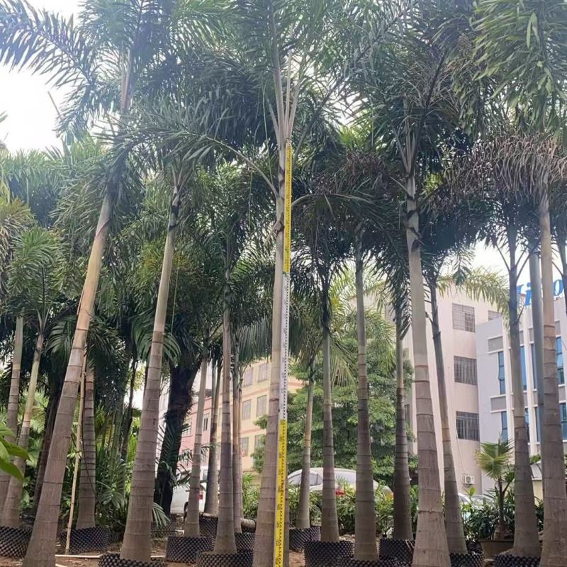 狐尾椰子树