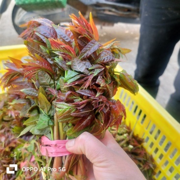 山东省新泰市二茬香椿芽基地直发