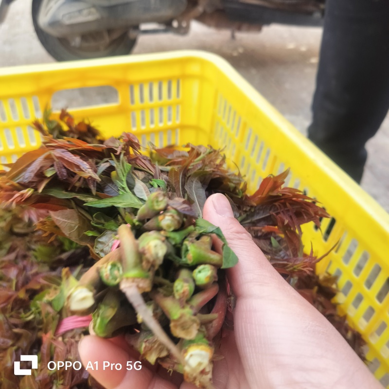 山东省新泰市二茬香椿芽基地直发