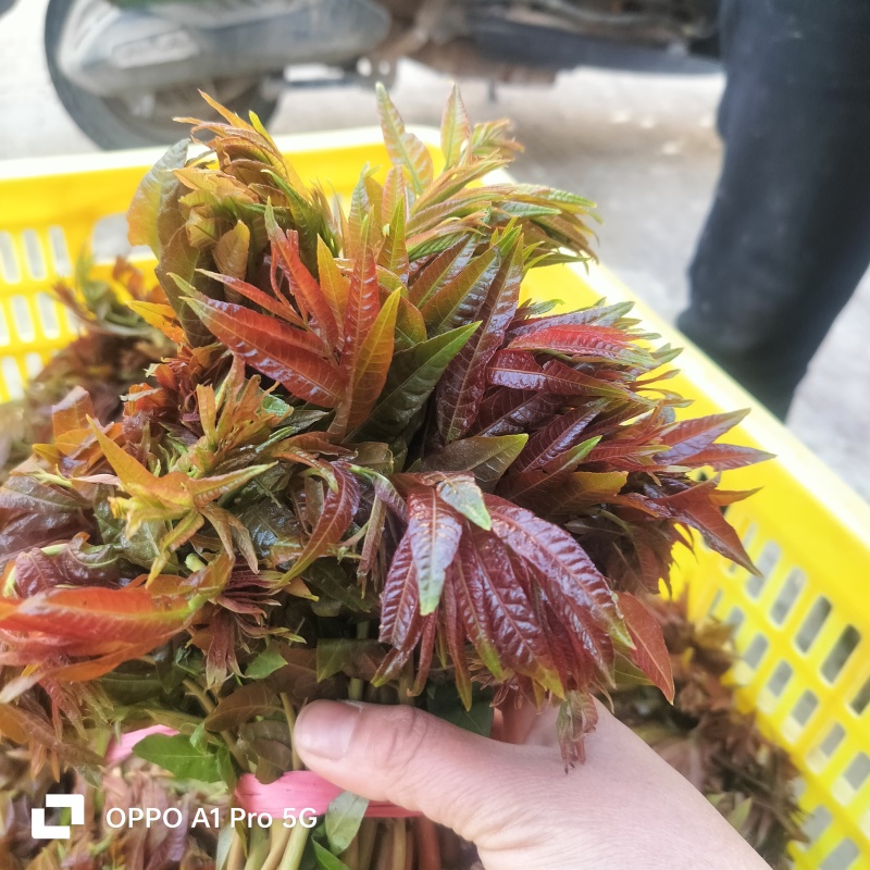 山东省新泰市二茬香椿芽基地直发