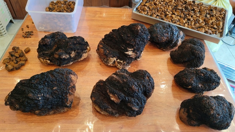 桦树茸，白桦茸，桦褐孔菌，全品类批发，质量好，全国批发