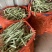 白豆直供商超电商！大量上市中！万亩种植基地！