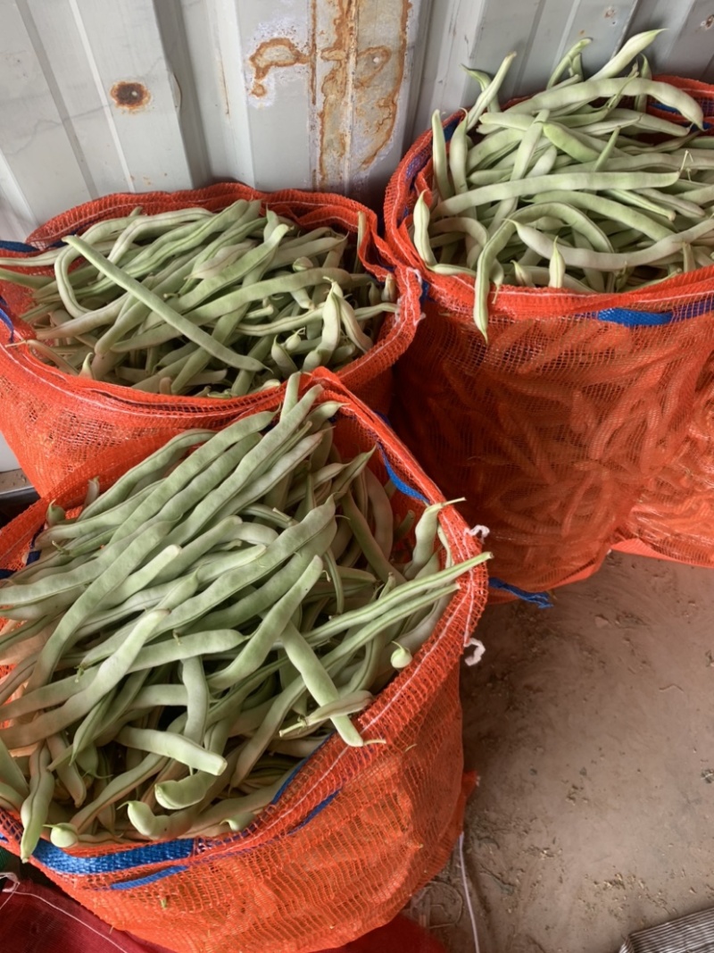 白豆直供商超电商！大量上市中！万亩种植基地！