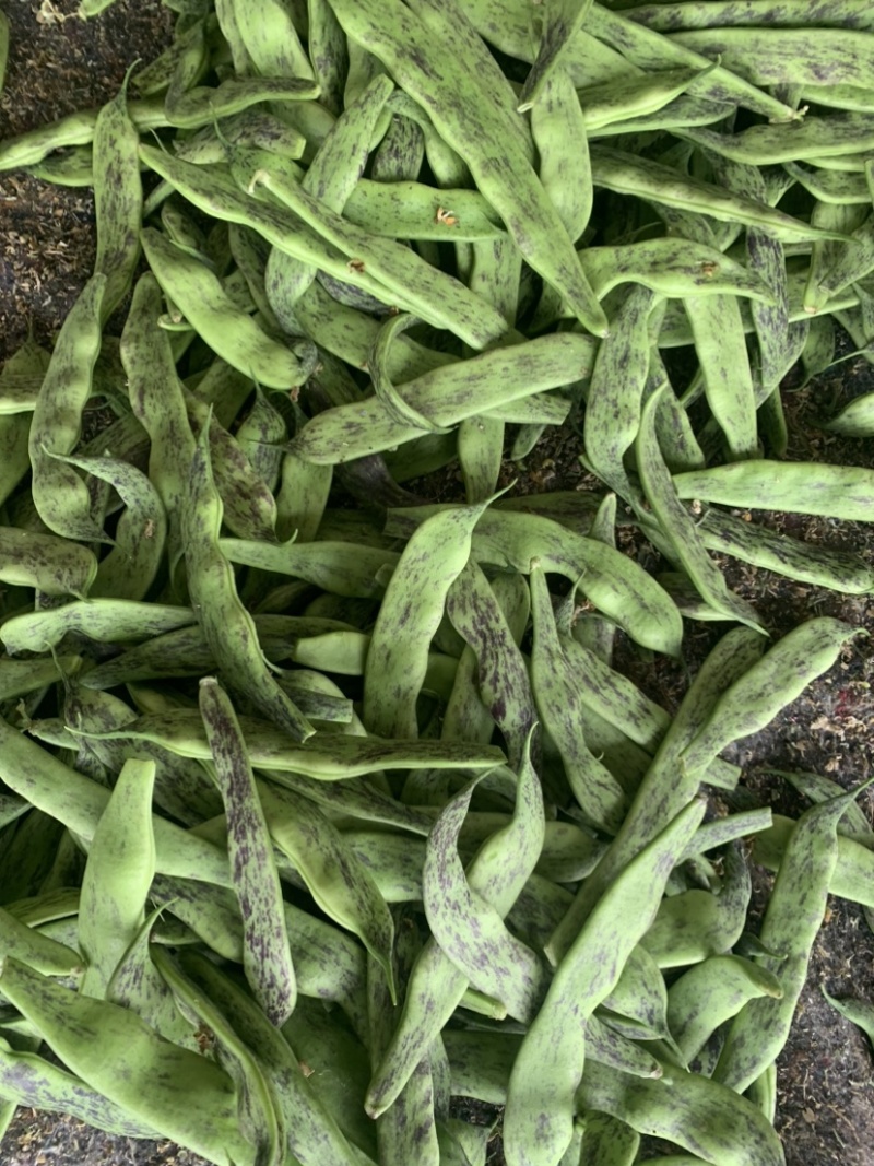 白豆直供商超电商！大量上市中！万亩种植基地！