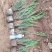 沙地柏