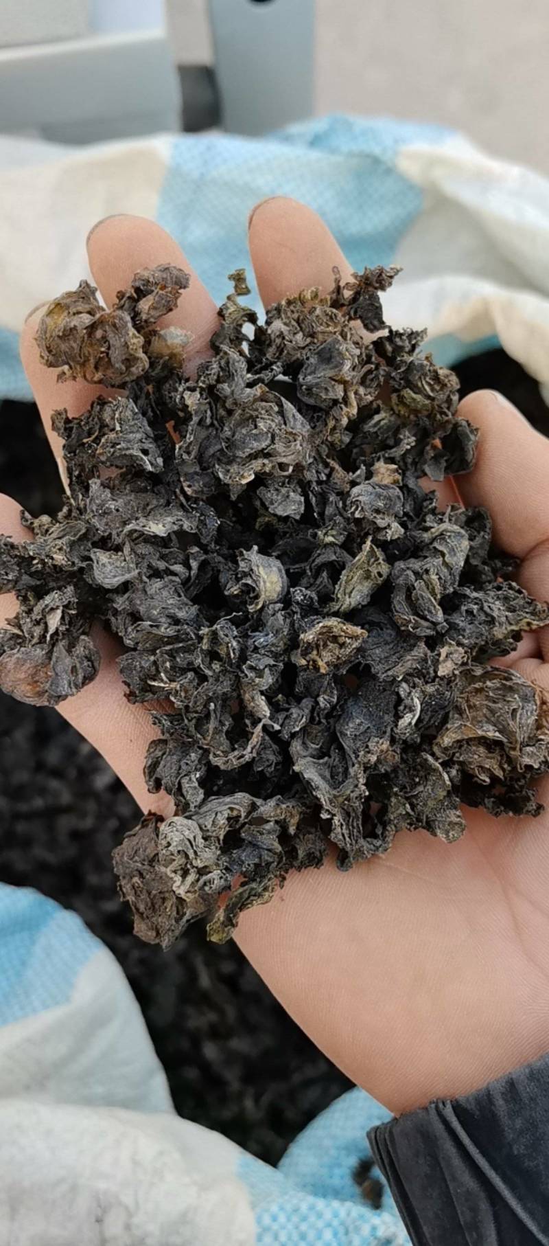 地皮菜（地软）干地皮菜，产地直供一手货源，欢迎咨询