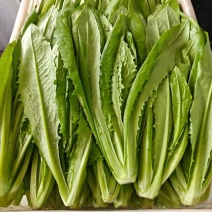 油麦菜