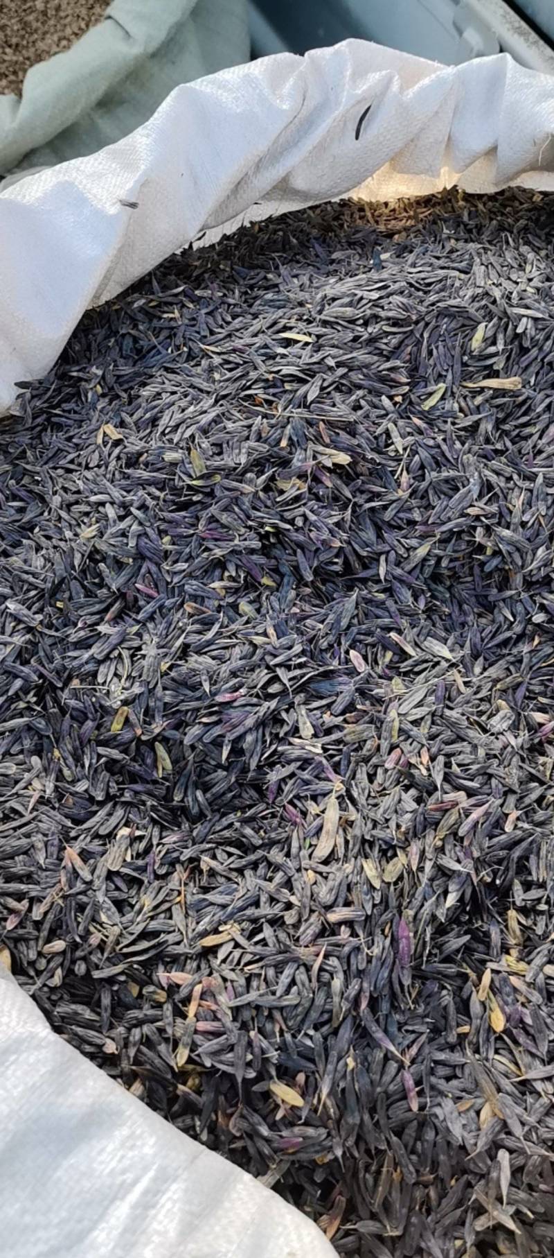 板蓝根种子精品板蓝根种子量大从优一手货源欢迎咨询