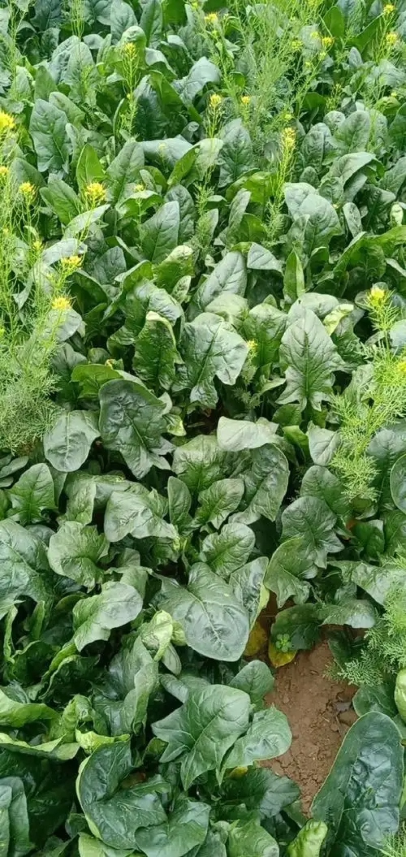 大叶菠菜