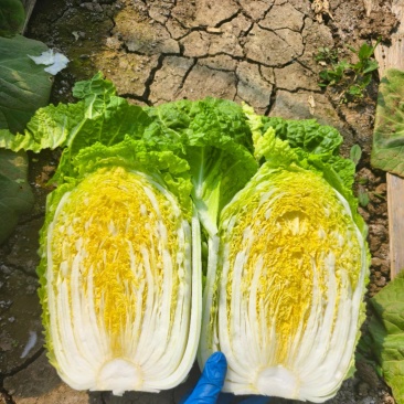 精品矮颗纯黄心水分少耐运输**出口菜商超市场一