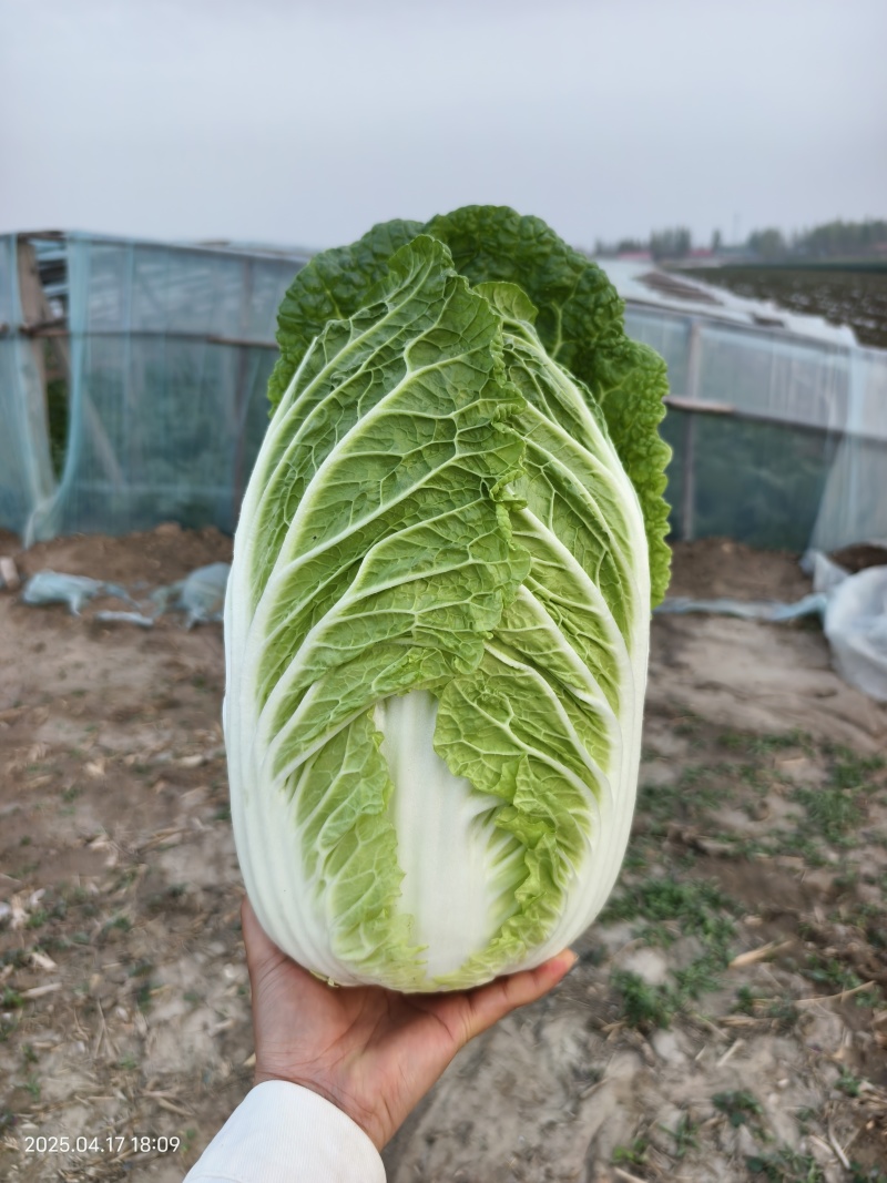 精品矮颗纯黄心水分少耐运输**出口菜商超市场一