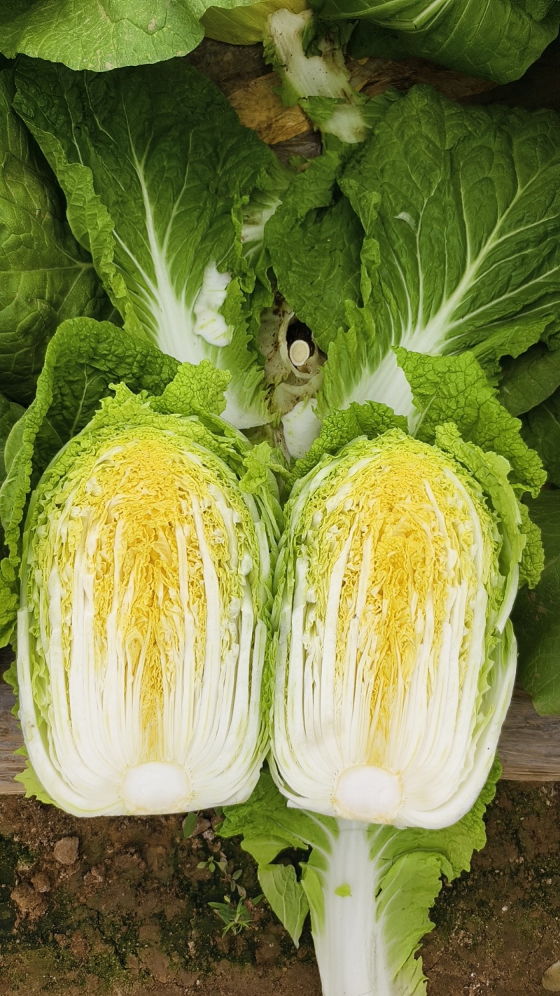 精品矮颗纯黄心水分少耐运输**出口菜商超市场一