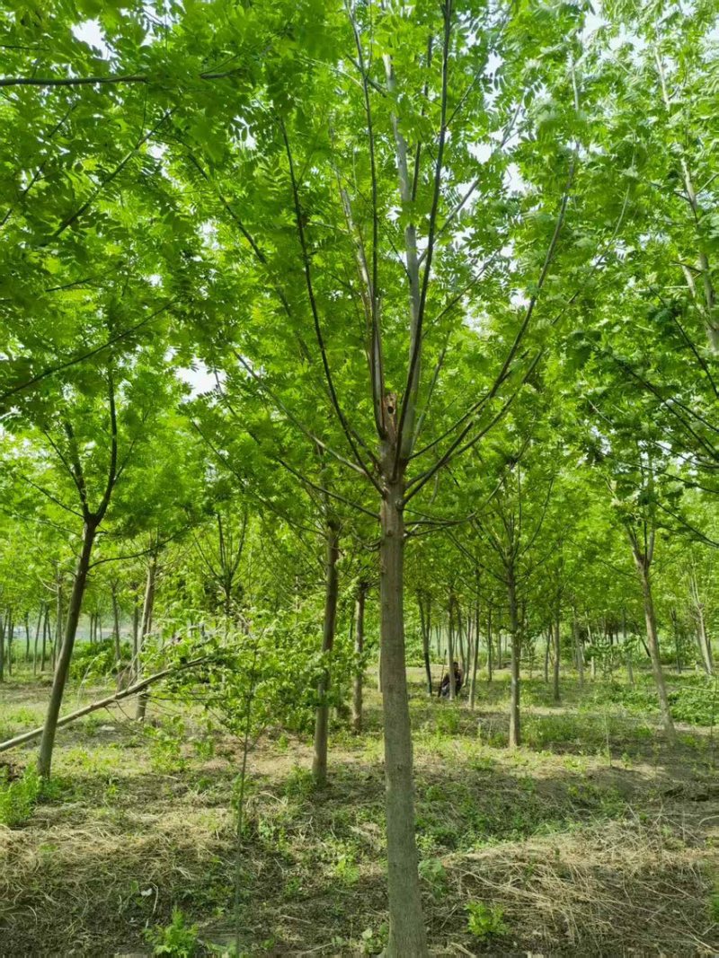 枫杨8-30公分，量大，产地直销，货源充足