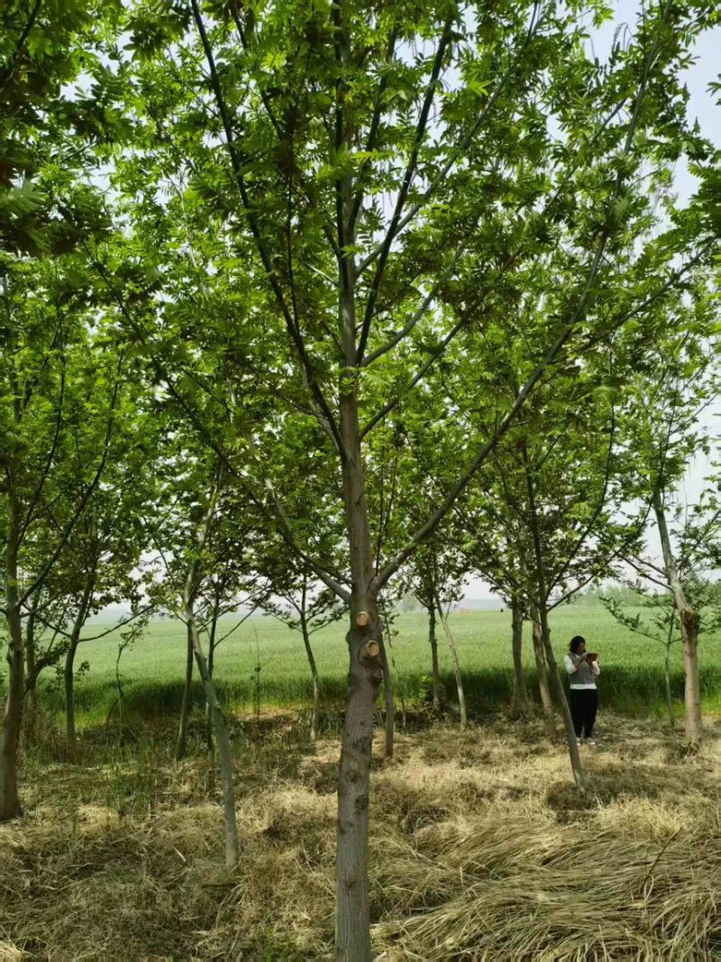 枫杨8-30公分，量大，产地直销，货源充足