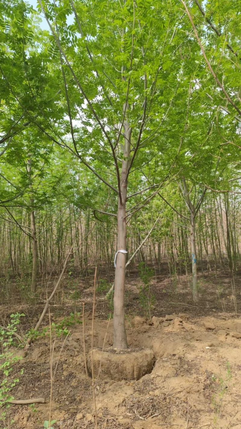 枫杨8-30公分，量大，产地直销，货源充足