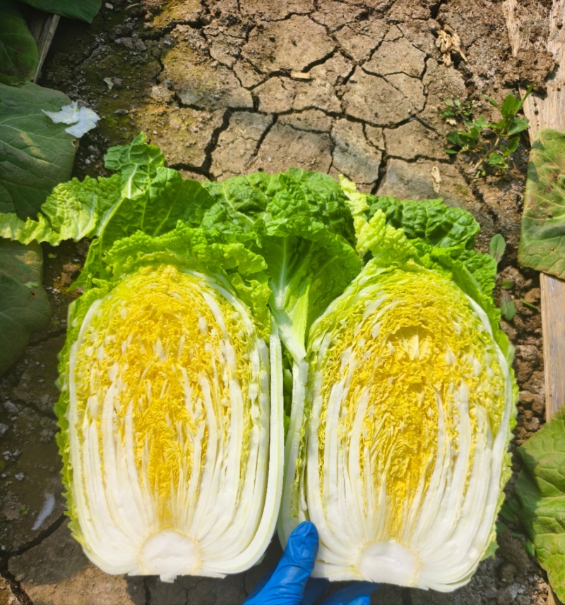 白菜