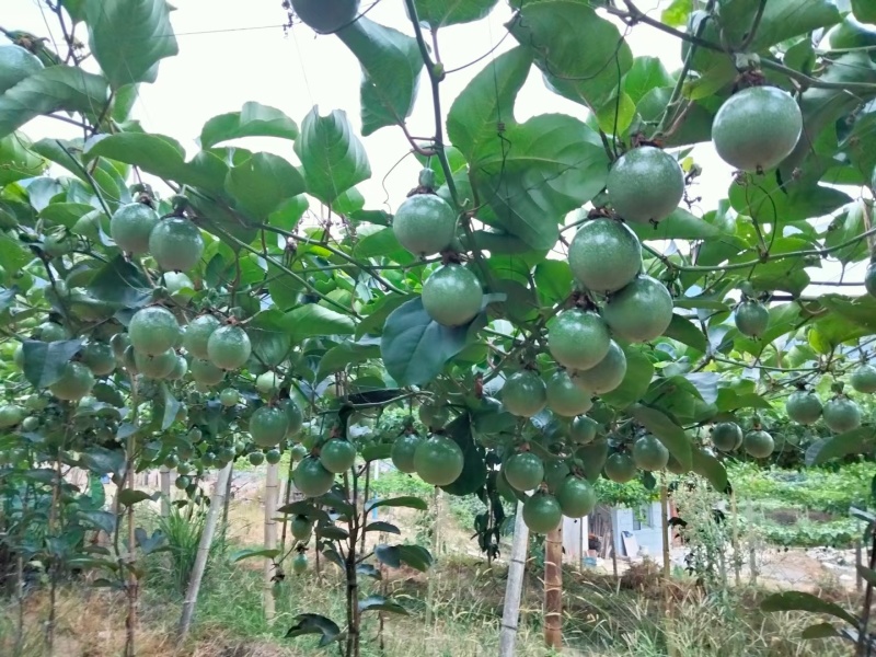 黄金百香果广西产区直发保质保量供货对接全国！