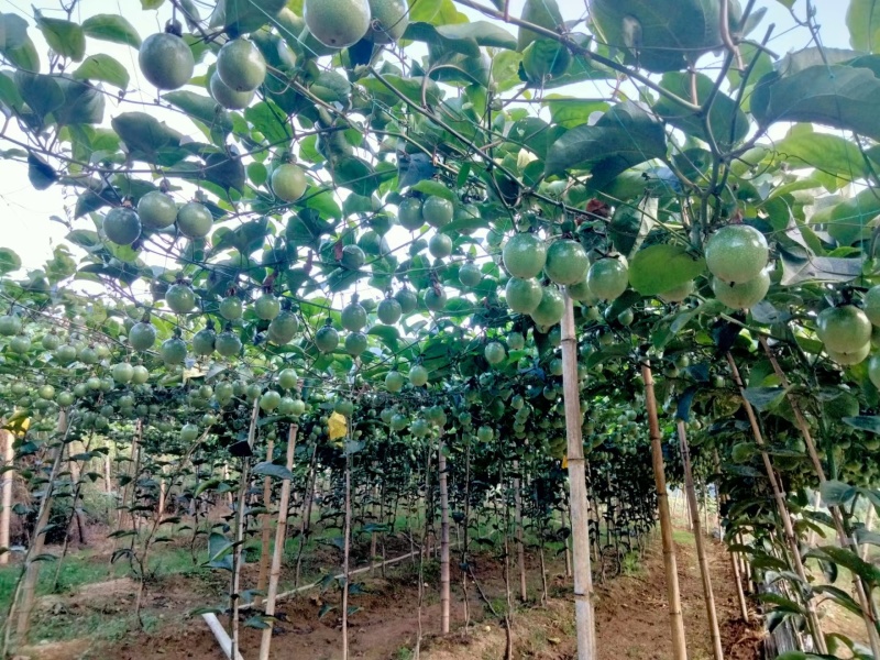 黄金百香果广西产区直发保质保量供货对接全国！
