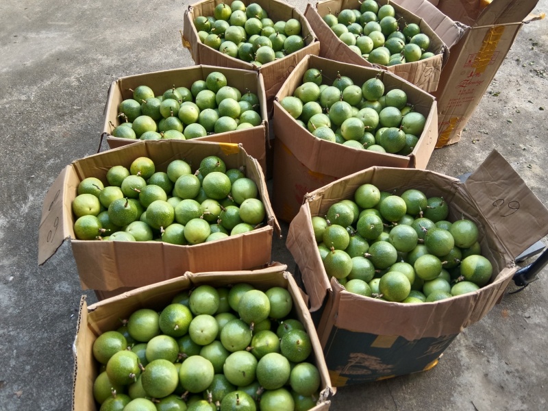 黄金百香果广西产区直发保质保量供货对接全国！