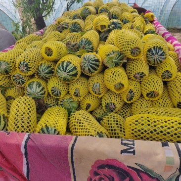 博羊九系列全博洋甜瓜产地直销价格优惠支持视频看货