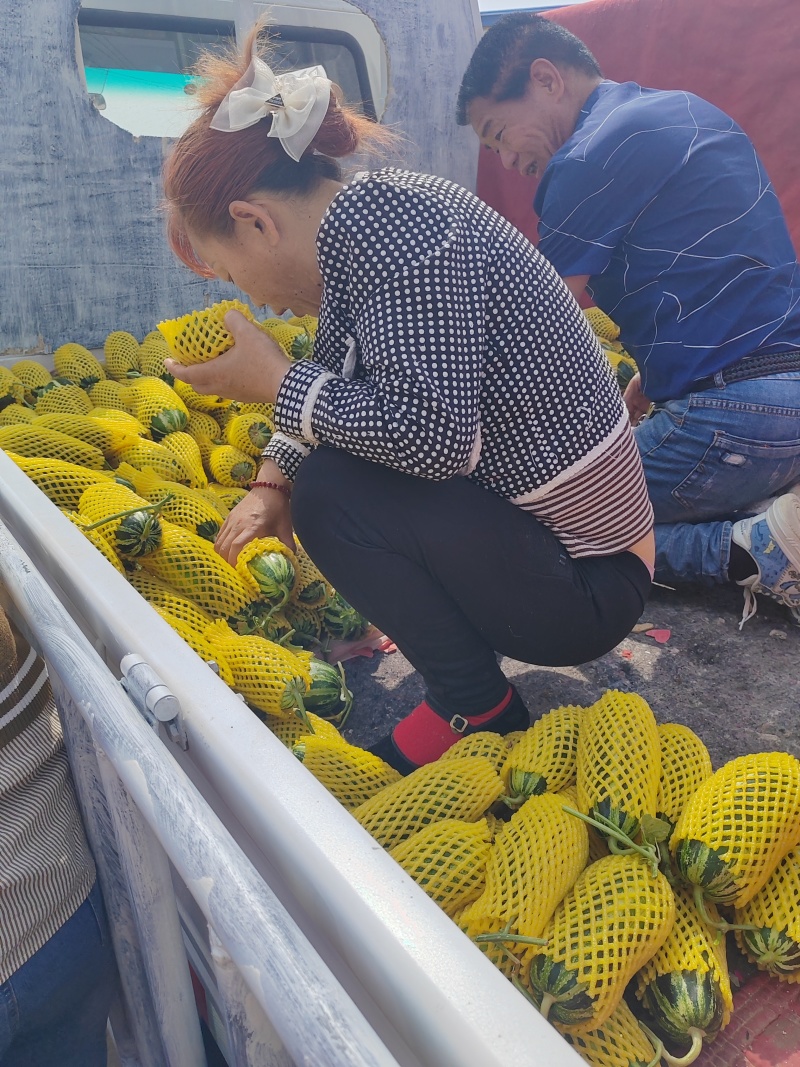 博羊九系列全博洋甜瓜产地直销价格优惠支持视频看货