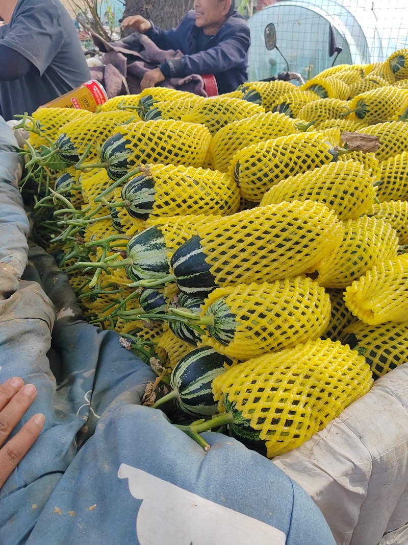 博羊九系列全博洋甜瓜产地直销价格优惠支持视频看货