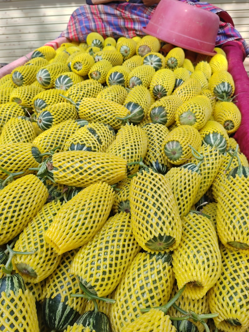 博羊九系列全博洋甜瓜产地直销价格优惠支持视频看货