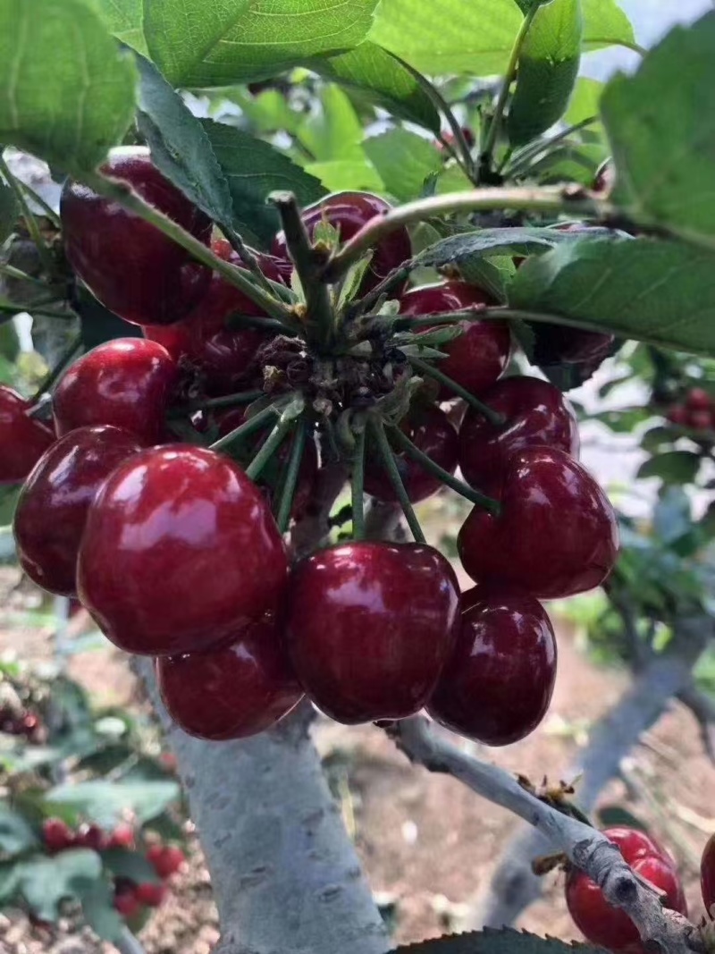陕西露天大樱桃