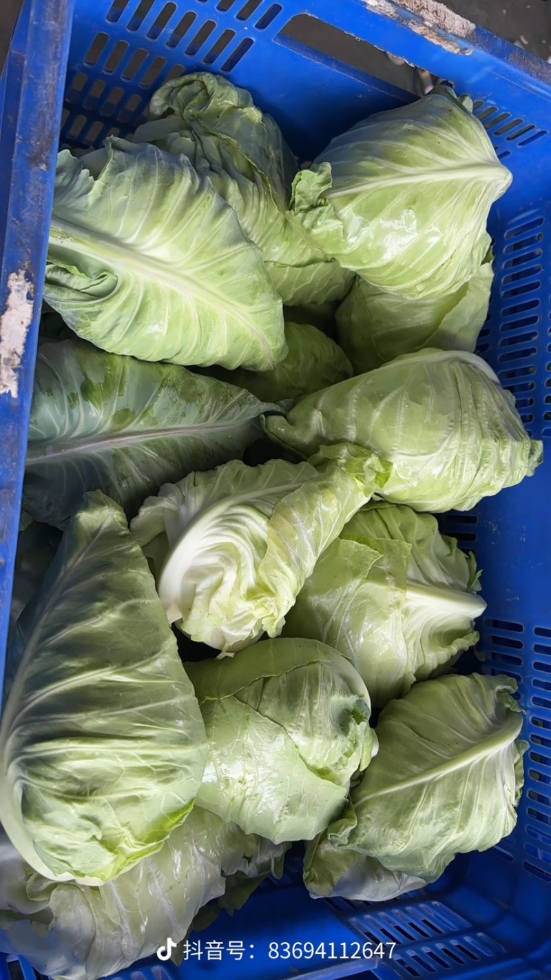 【精品】牛心甘蓝基地直销量大质优价格优惠欢迎采购