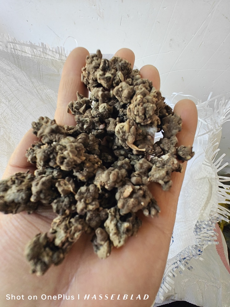 猫爪草